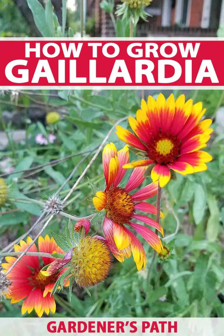 How to Grow Gaillardia (Blanket Flower)