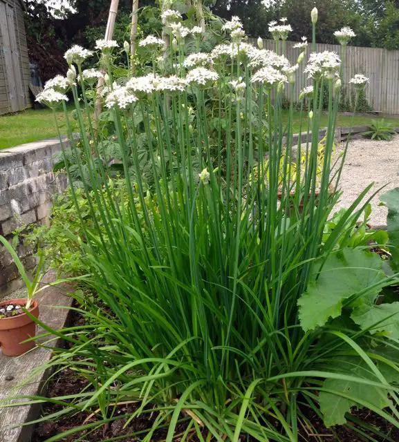 How To Grow Garlic Chives