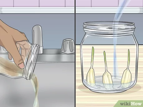 How To Grow Garlic In Water Indoors