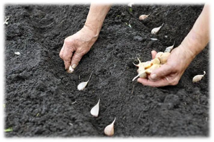 How to Grow Garlic