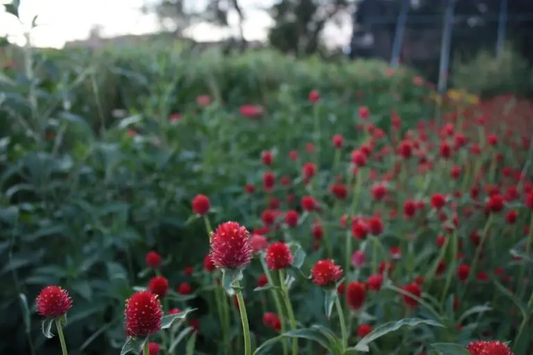 How to Grow Gomphrena (Globe Amaranth)