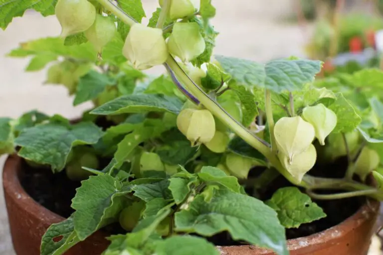 How to Grow Ground Cherries