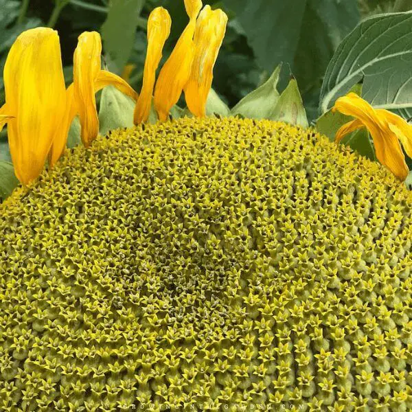 How to Grow, Harvest, And Roast Edible Sunflower Seeds