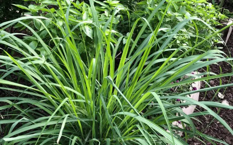 How To Grow, Harvest, Divide, And Use Lemongrass