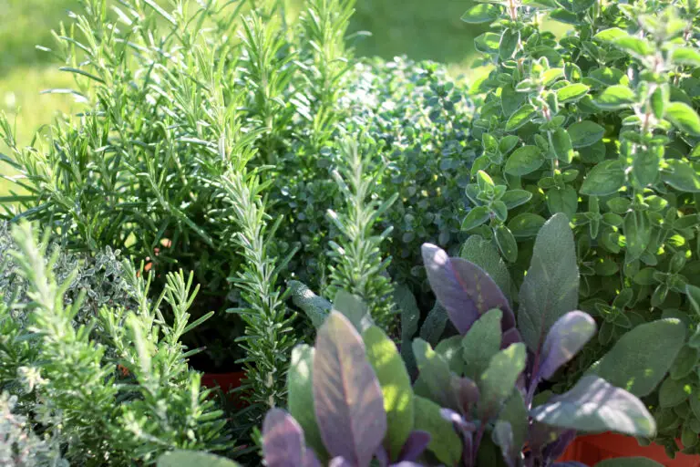 How to Grow Herbs in Hot Climates