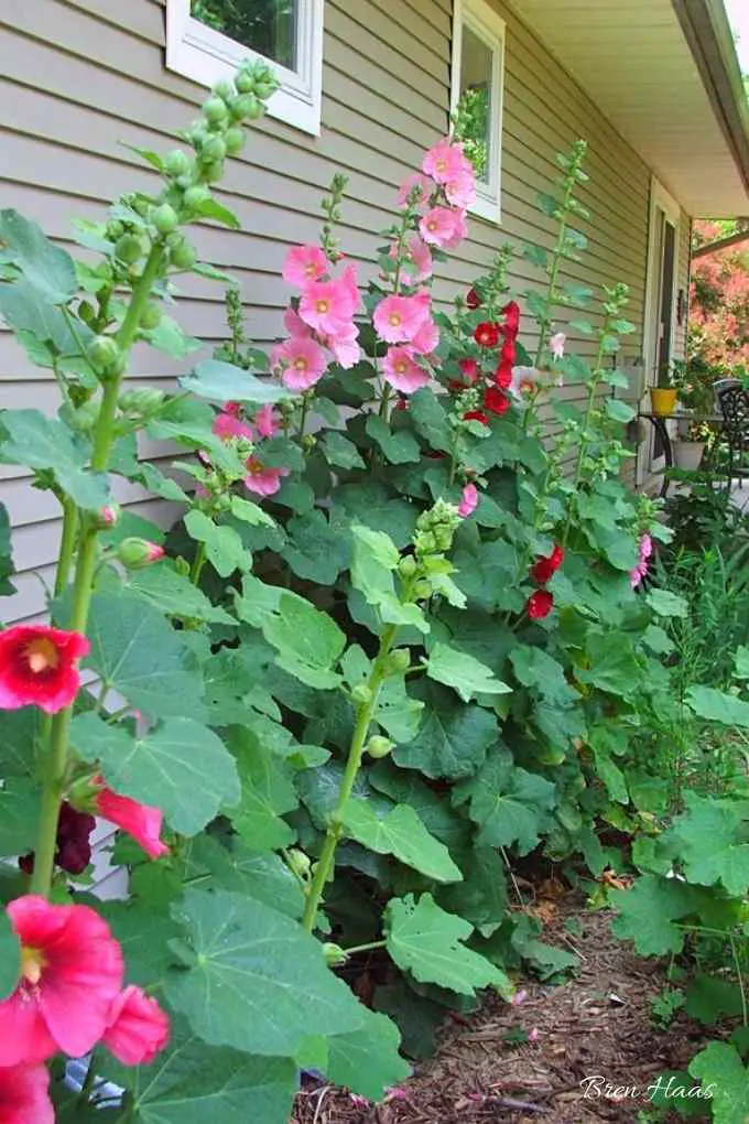 How To Grow Hollyhocks