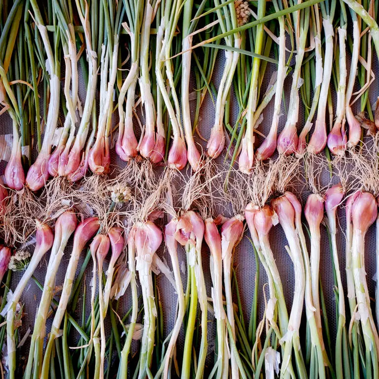 How to Grow I'Itoi Onions