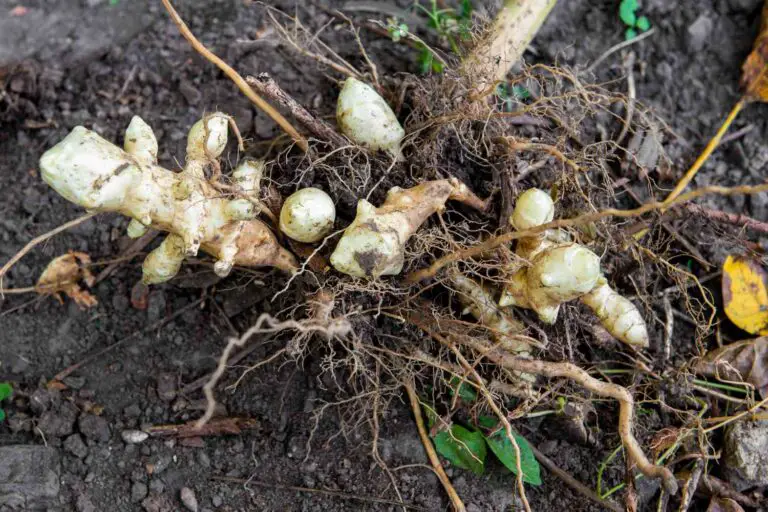 How to Grow Jerusalem Artichokes