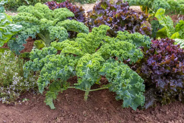 How To Grow Kale