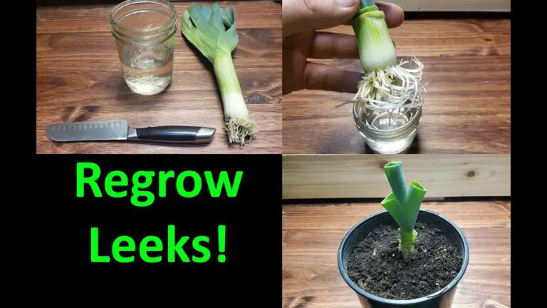 How to Grow Leeks