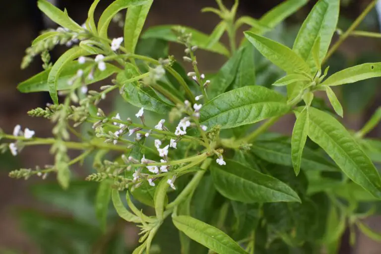 How To Grow Lemon Verbena