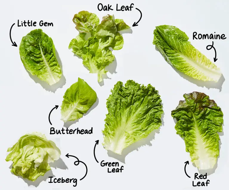 How to Grow Lettuce