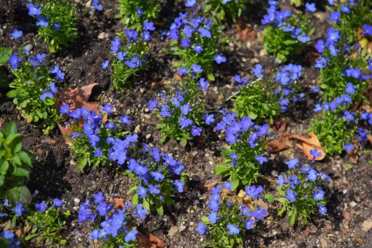 How To Grow Lobelia