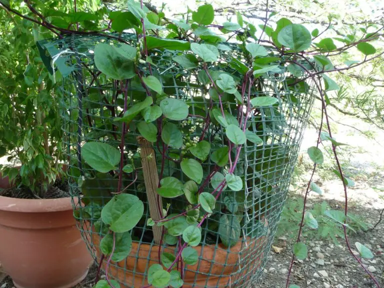 How To Grow Malabar Spinach