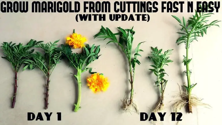 How to Grow Marigolds