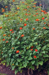 How to Grow Mexican Sunflowers (Tithonia)