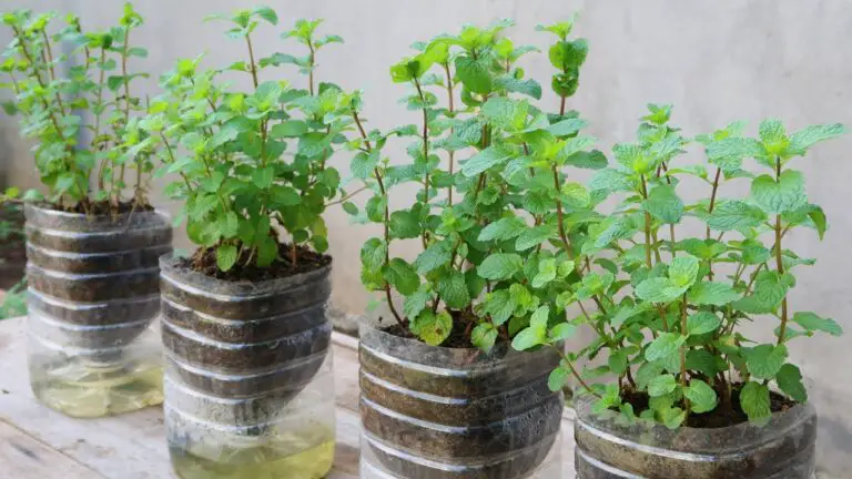 How to Grow Mint in Plastic Bottles