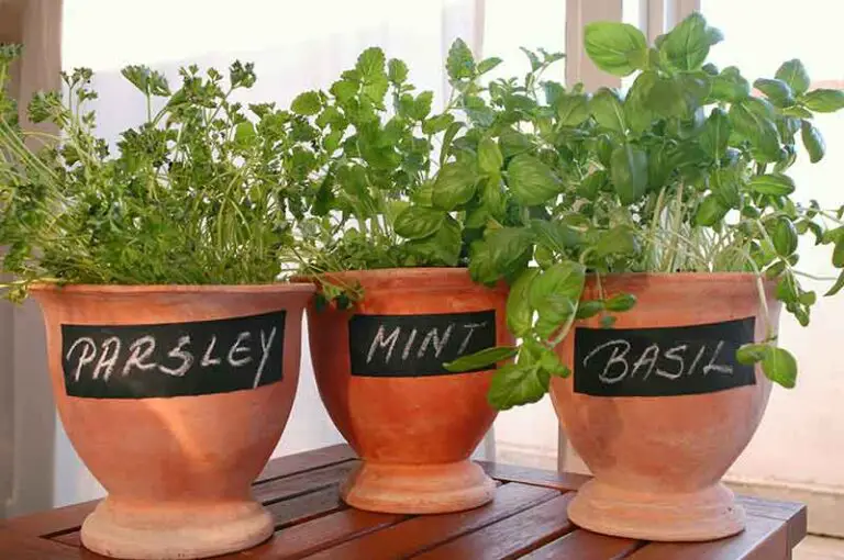 How to Grow Mint: Outside, Indoors, And in Containers