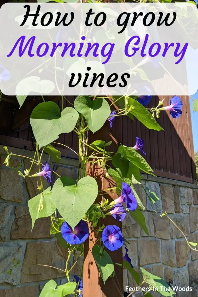 How To Grow Morning Glory Vine