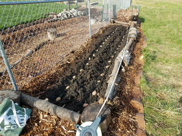 How to Grow No-Dig Potatoes