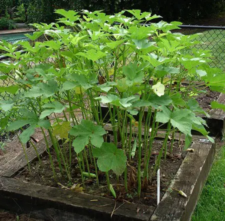 How to Grow Okra