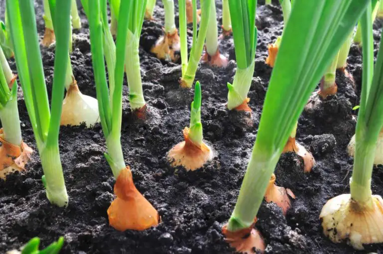 How to Grow Onions