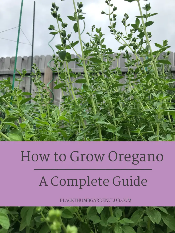 How to Grow Oregano