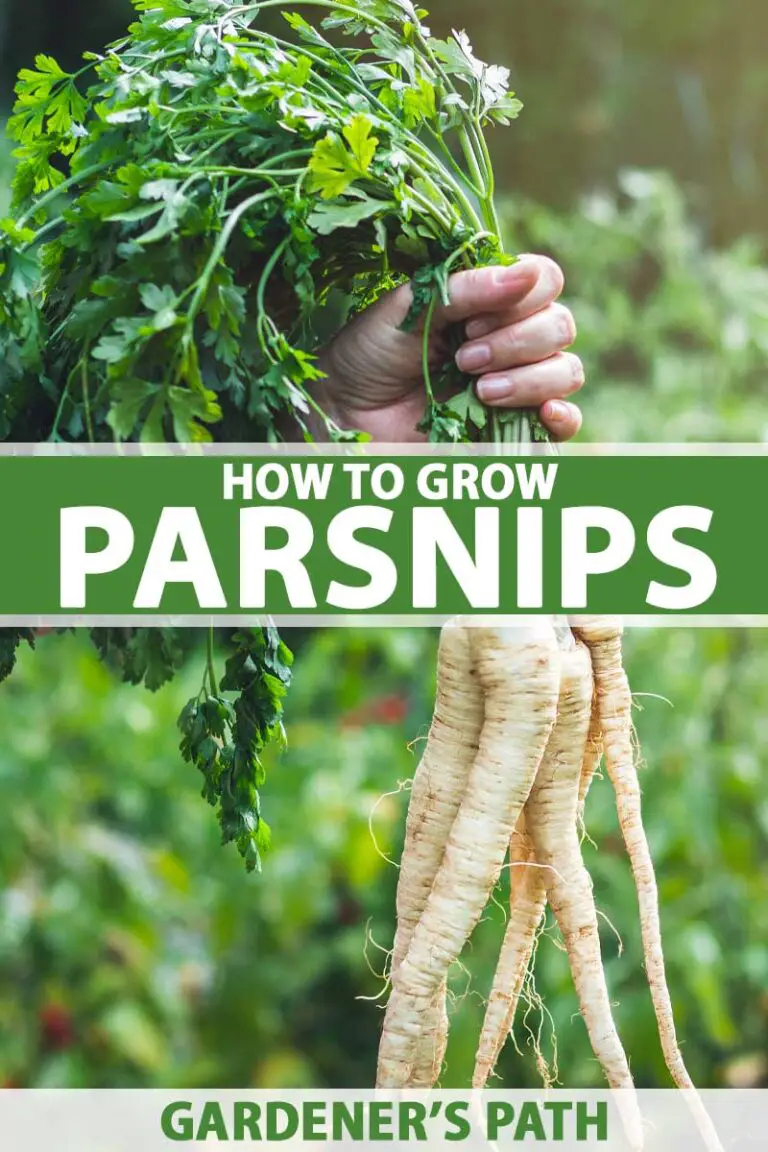 How to Grow Parsnips