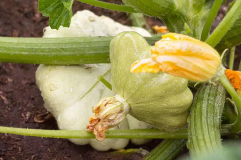 How to Grow Patty Pan Squash