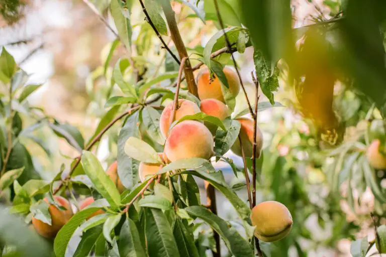 How to Grow Peach Trees