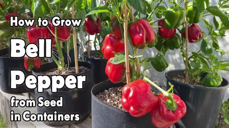 How To Grow Peppers