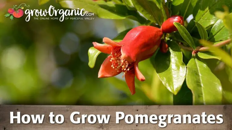 How to Grow Pomegranates