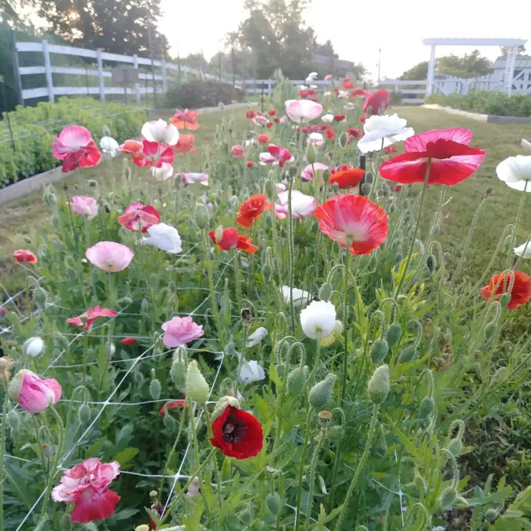 How to Grow Poppies