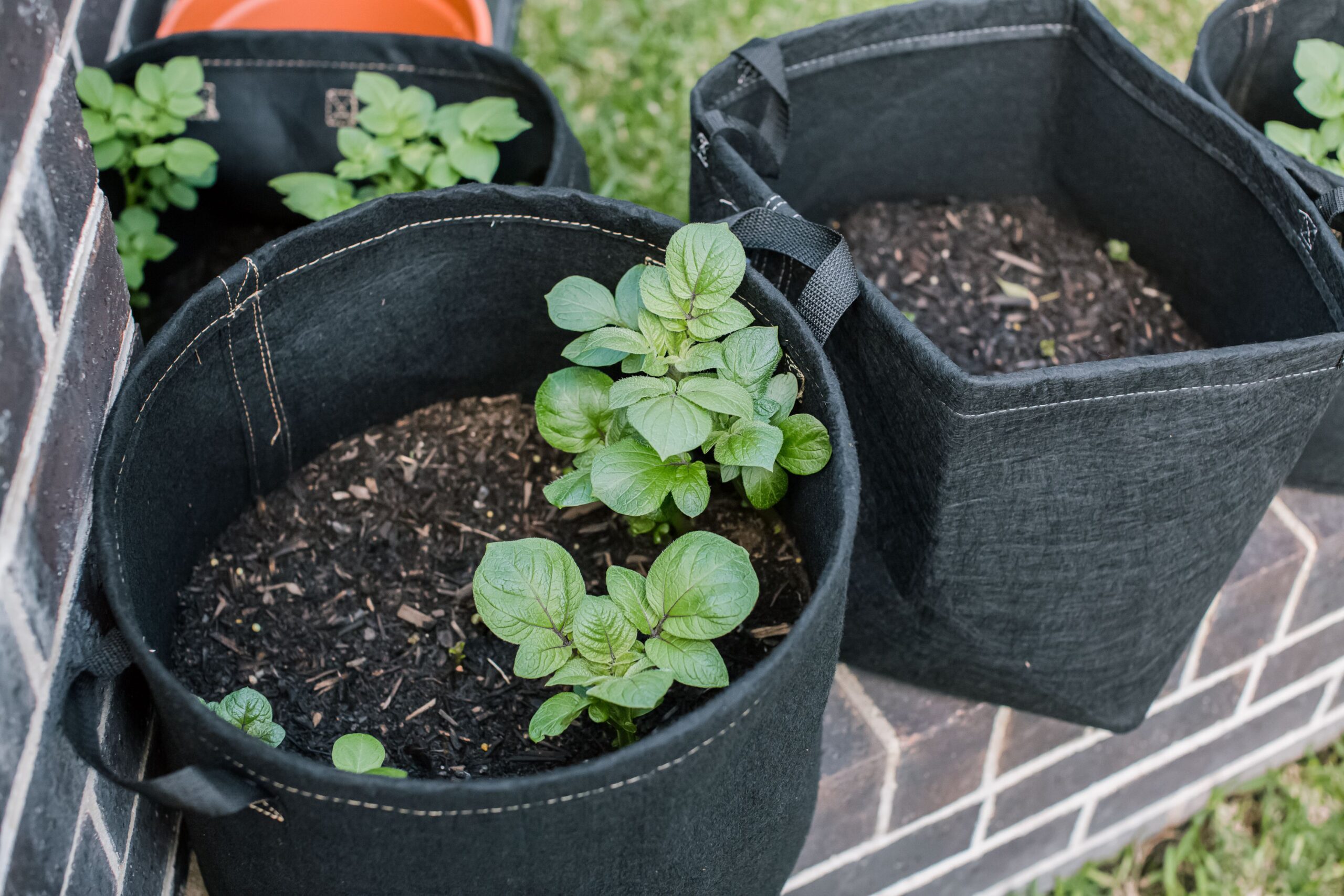 Container Potatoes Fall Back How to Grow Potatoes in Containers: Simple Steps for Success – My ...
