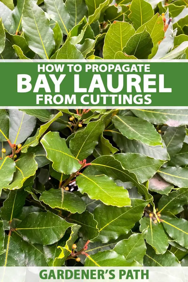 How To Grow &Amp; Propagate Bay Laurel Plants