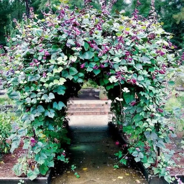 How to Grow Purple Hyacinth Bean Vine