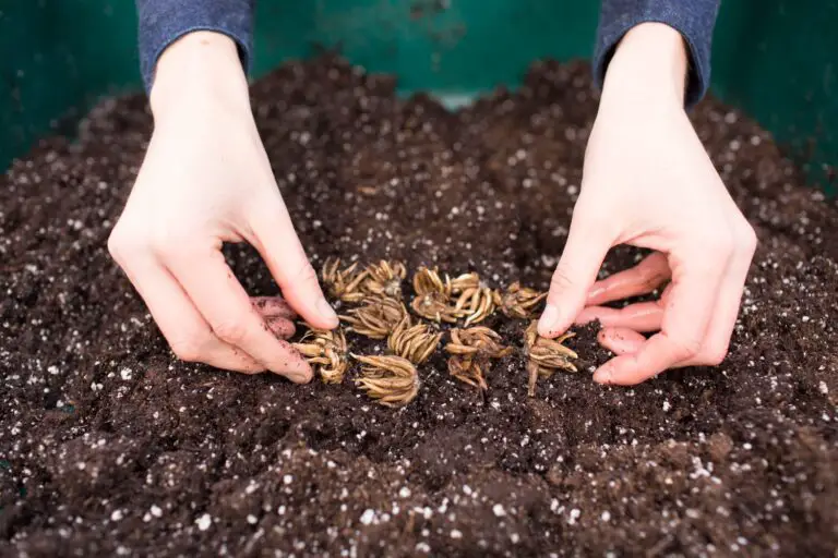 How to Grow Ranunculus