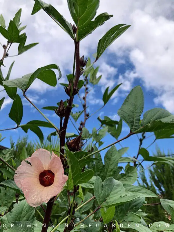 How to Grow Roselle Hibiscus: Growing Jamaican Sorrel