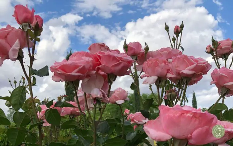 How to Grow Roses in Hot Summer Climates