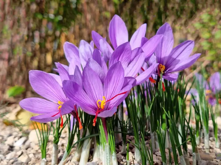 How To Grow Saffron Crocus