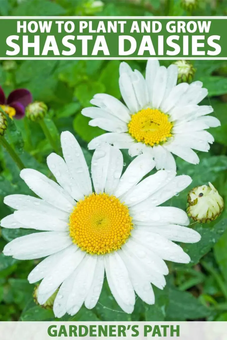 How to Grow Shasta Daisies