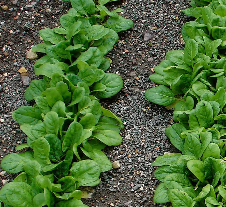 How to Grow Spinach