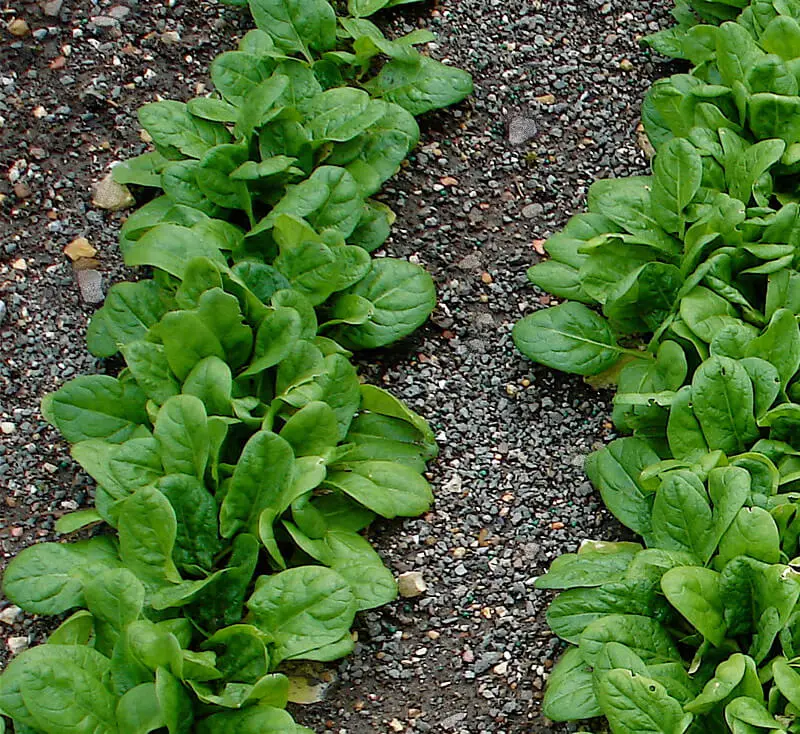 How To Grow Spinach Ultimate Guide For Lush Green Harvests