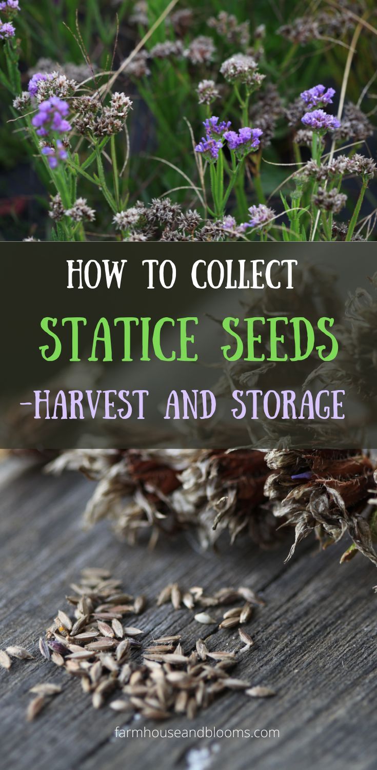 How To Grow Statice: From Seed To Blooms