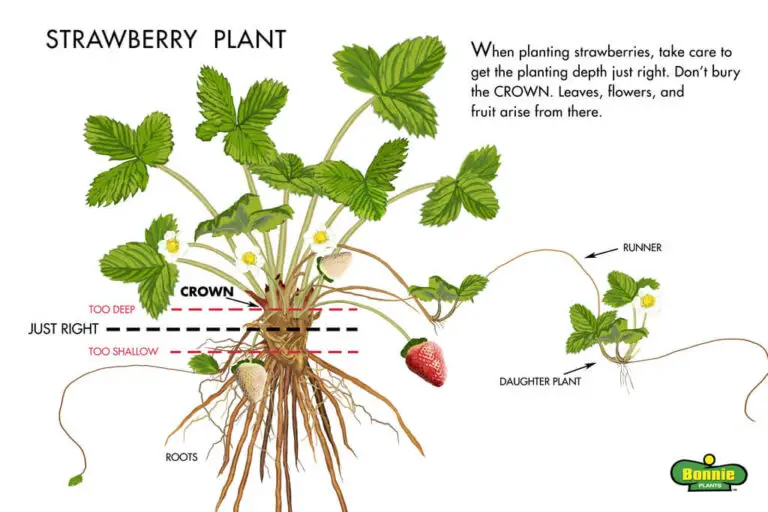 How to Grow Strawberries