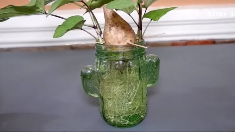 How to Grow Sweet Potato Vine