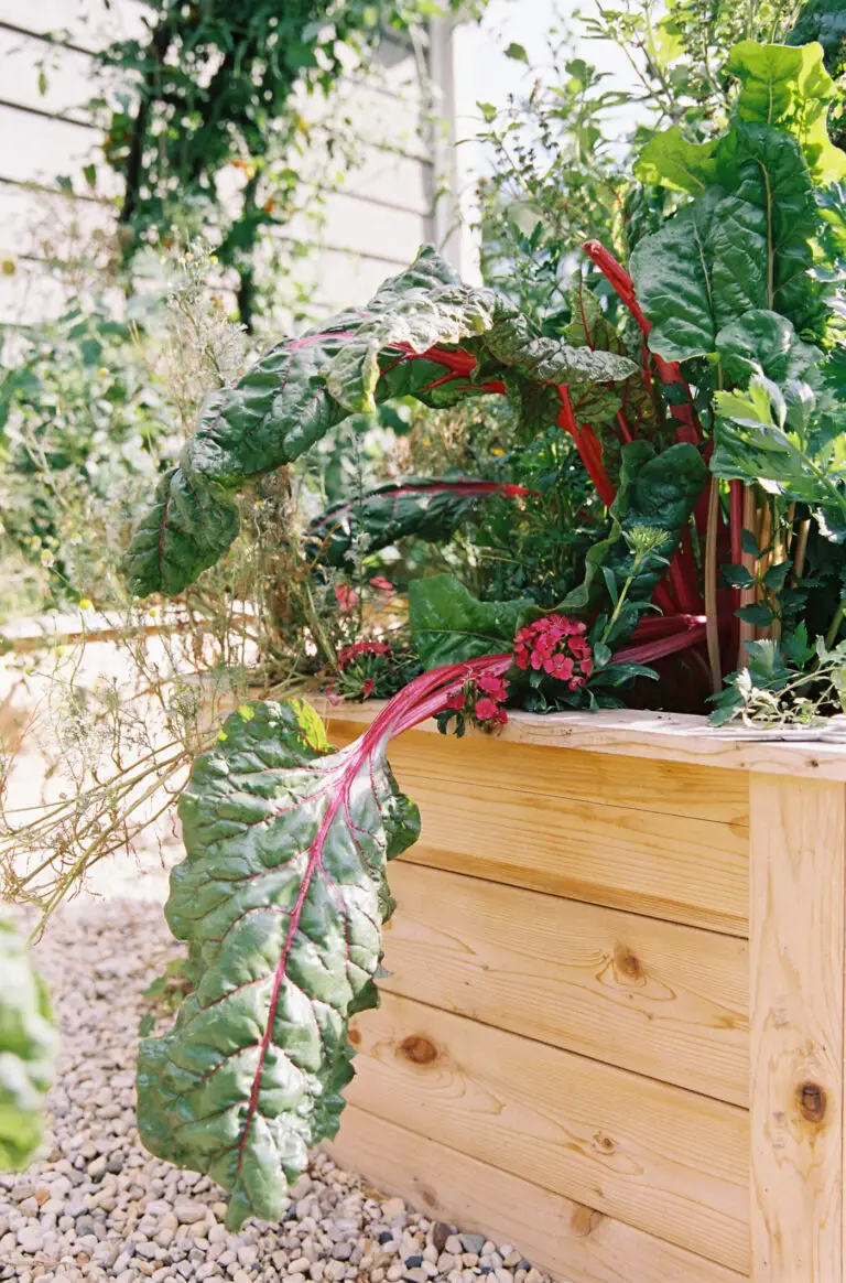 How to Grow Swiss Chard in the Garden (And Why You Should!)