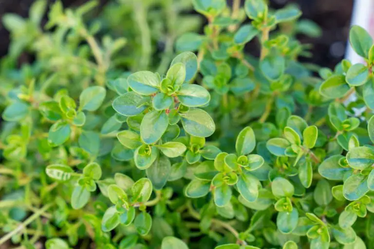 How to Grow Thyme