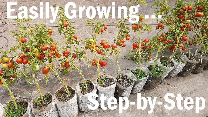 How to Grow Tomatoes in Plastic Bottles? Step-By-Step