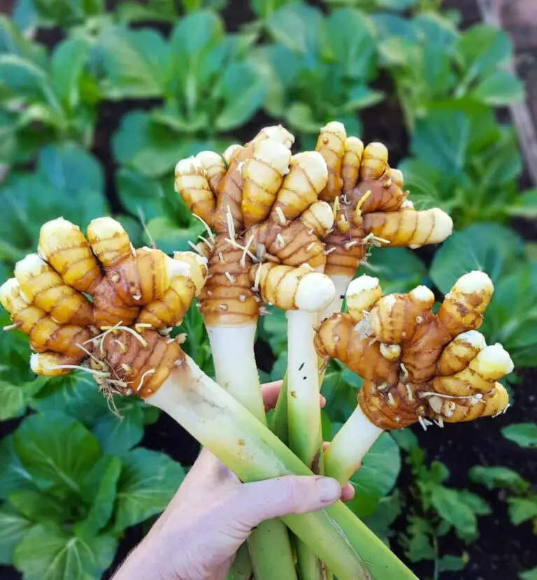 How To Grow Turmeric